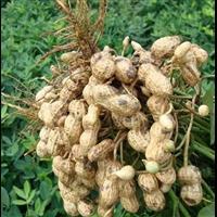 鲜花生_双辽市泰丰花生贸易_金泉网