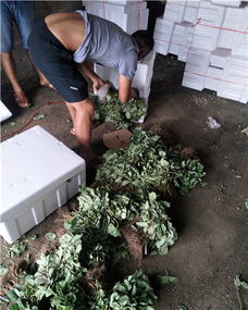 密植的太空2008草莓苗哪里多华科苗木